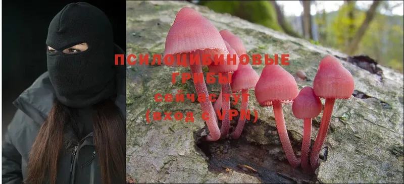 Псилоцибиновые грибы Psilocybine cubensis  сколько стоит  Болхов 